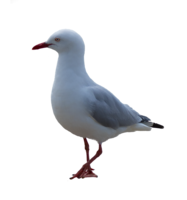 animals & Gull free transparent png image.