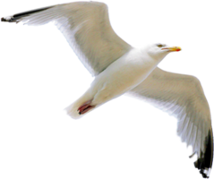 animals & gull free transparent png image.