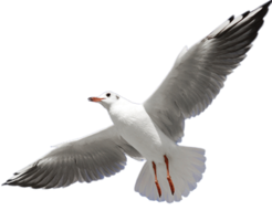 animals & gull free transparent png image.