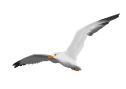 animals & gull free transparent png image.