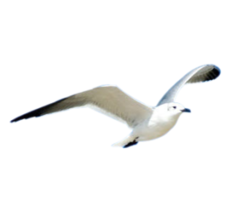 animals & Gull free transparent png image.