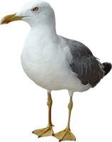 animals & gull free transparent png image.