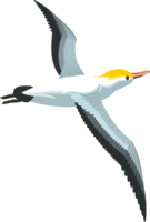 animals & gull free transparent png image.