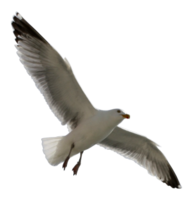 animals & Gull free transparent png image.