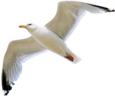 animals & Gull free transparent png image.