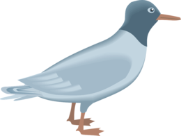 animals & Gull free transparent png image.