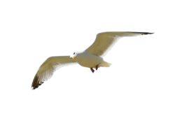 animals & gull free transparent png image.