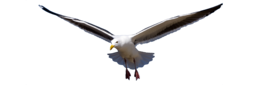 animals & Gull free transparent png image.