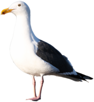 animals & Gull free transparent png image.