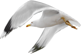 animals & gull free transparent png image.