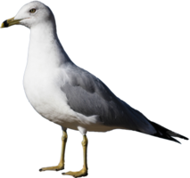 animals & gull free transparent png image.