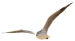 animals & Gull free transparent png image.