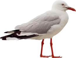 animals & Gull free transparent png image.