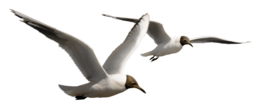 animals & gull free transparent png image.