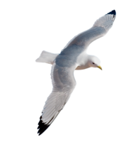 animals & gull free transparent png image.