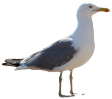 animals & Gull free transparent png image.