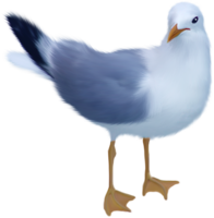 animals & Gull free transparent png image.