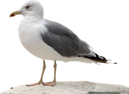 animals & Gull free transparent png image.