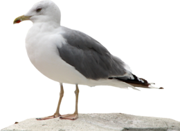 animals & gull free transparent png image.