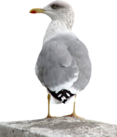 animals & Gull free transparent png image.