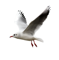 animals & Gull free transparent png image.