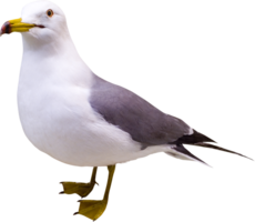 animals & gull free transparent png image.