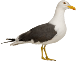 animals & gull free transparent png image.