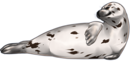 animals & harbor seal free transparent png image.