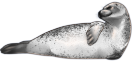 animals & Harbor seal free transparent png image.