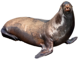 animals & Harbor seal free transparent png image.