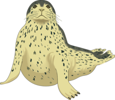 animals & Harbor seal free transparent png image.