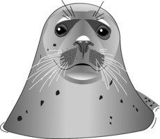 animals & Harbor seal free transparent png image.