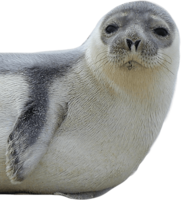 animals & Harbor seal free transparent png image.