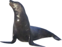 animals & Harbor seal free transparent png image.