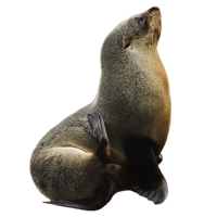 animals & harbor seal free transparent png image.