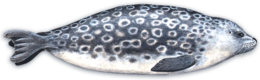 animals & harbor seal free transparent png image.