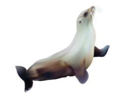 animals & Harbor seal free transparent png image.