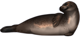 animals & harbor seal free transparent png image.