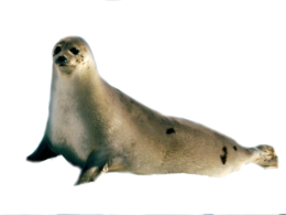 animals & Harbor seal free transparent png image.
