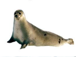 animals & harbor seal free transparent png image.