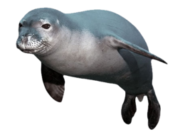 animals & Harbor seal free transparent png image.