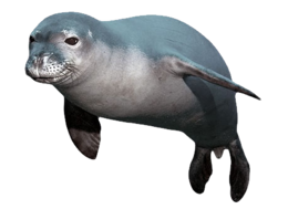 animals & harbor seal free transparent png image.