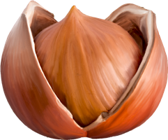 fruits & hazelnut free transparent png image.