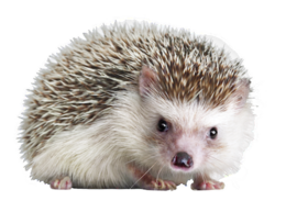 animals & hedgehog free transparent png image.