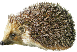 animals & Hedgehog free transparent png image.