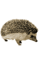 animals & Hedgehog free transparent png image.