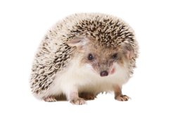 animals & Hedgehog free transparent png image.