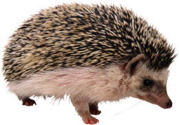 animals & hedgehog free transparent png image.