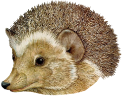 animals & hedgehog free transparent png image.