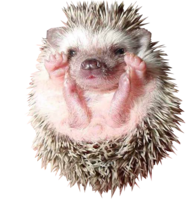 animals & hedgehog free transparent png image.